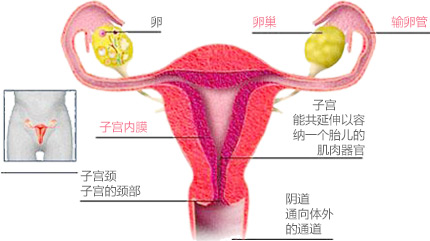 输卵管黏连与堵塞的症状有哪些？是什么原因造成的？