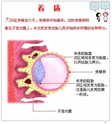 试管婴儿移植后胚胎着床自己能感觉的到吗？