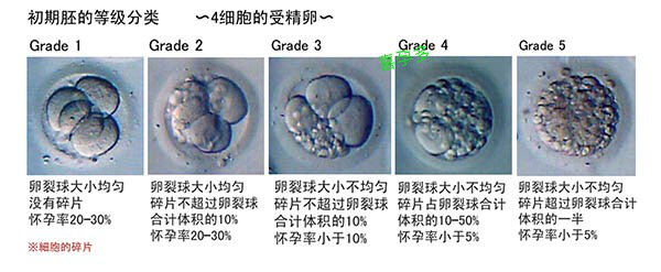 囊胚级别怎么区分？第三代试管婴儿囊胚送检和冷冻标准有什么不同？