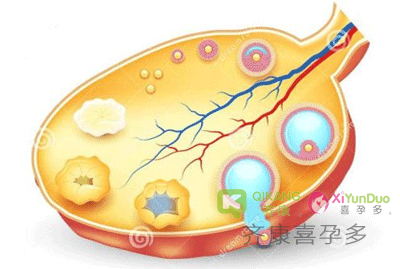 试管婴儿能让因黄体功能不全备孕失败的女性看到希望