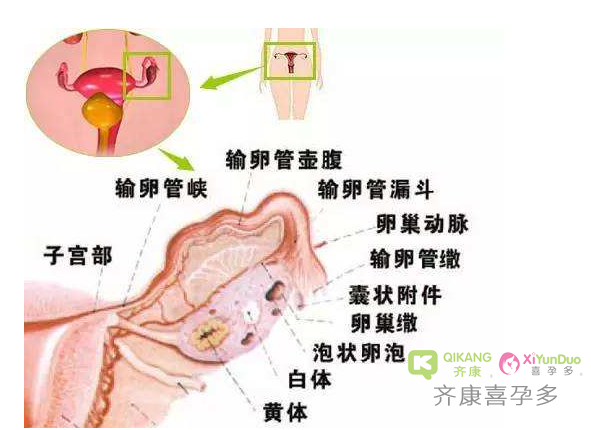 原发性闭经,原发性闭经能生小孩吗,闭经