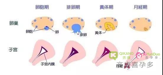 子宫内膜薄怎么办