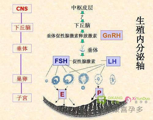 性激素六项检查在试管过程中有什么意义？