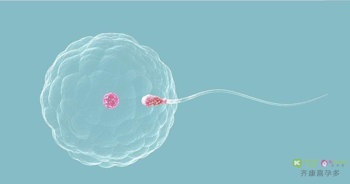 试管婴儿中受精失败是精子的错还是卵子的错？