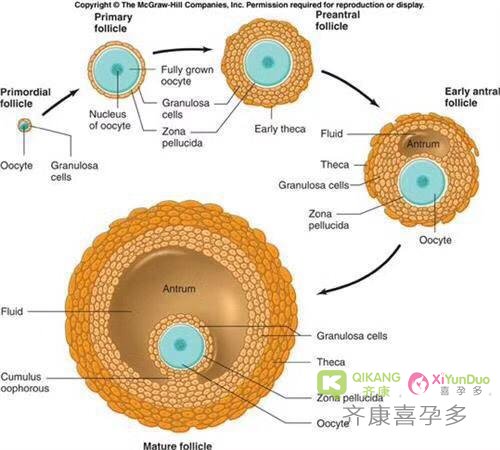 试管婴儿成功的关键 卵子的数量和质量