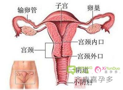 试管移植时期，子宫内膜的标准厚度是多少？