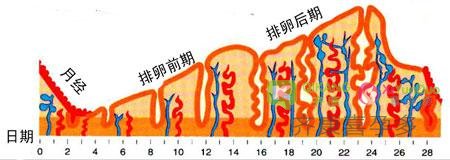 试管移植时期，子宫内膜的标准厚度是多少？