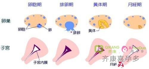 试管移植时期，子宫内膜的标准厚度是多少？