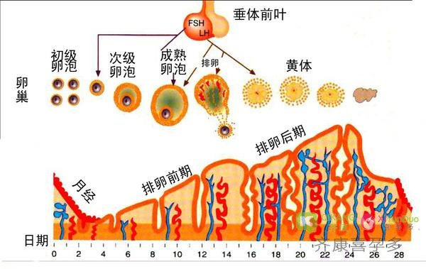 试管移植时期，子宫内膜的标准厚度是多少？