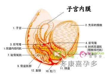 试管过程中子宫内膜薄怎么应对才有效果