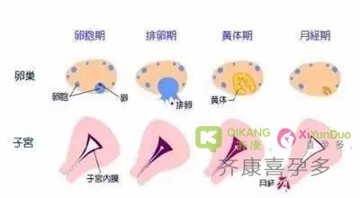 试管过程中子宫内膜薄怎么应对才有效果