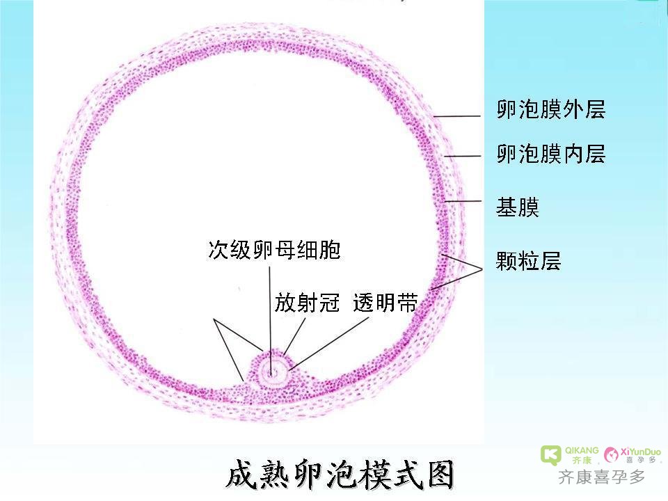 试管婴儿促排为什么有卵泡，但是不排卵的呢？