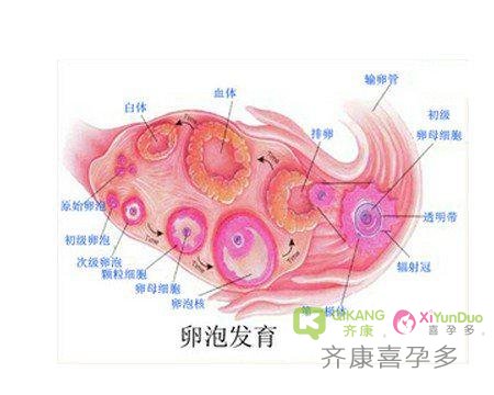 试管婴儿促排为什么有卵泡，但是不排卵的呢？