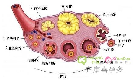 齐康喜孕多小课堂：月经期做B超，月经干净后B超，傻傻分不清