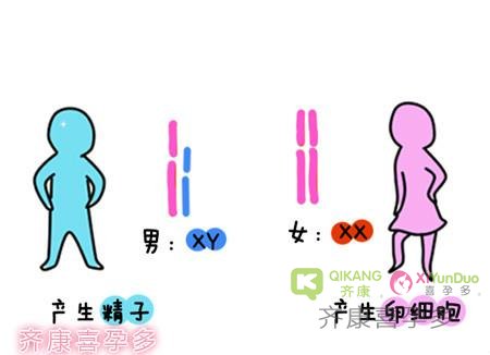 科学给你解释：生不出男孩到底是谁的错