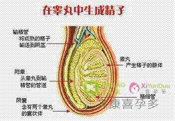 无精症能做试管婴儿吗