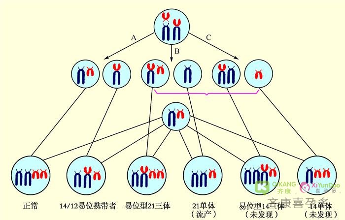 染色体疾病.染色体易位可以做试管婴儿吗