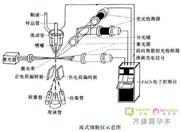 齐康喜孕多马来西亚试管介绍之Y精子分离技术