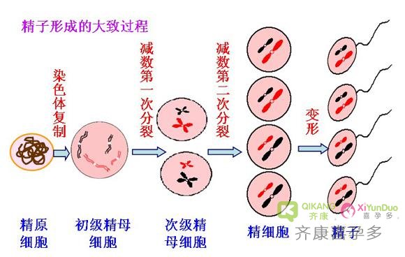 齐康喜孕多马来西亚试管介绍之Y精子分离技术