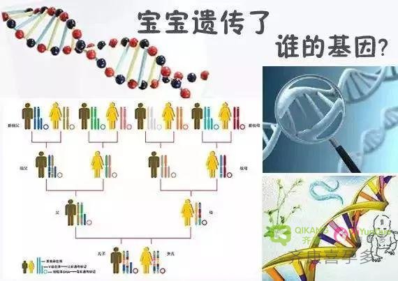 夫妻谁的基因决定了孩子智商和相貌？