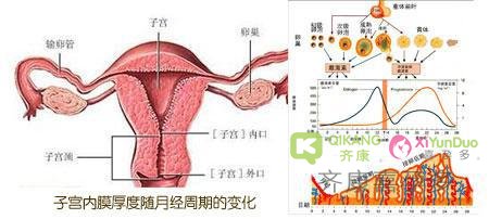 喜孕多小课堂：怎么样的子宫内膜 移植胚胎成功率最高？