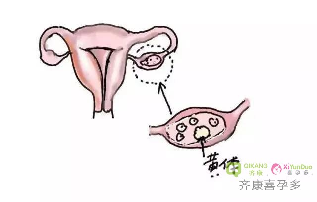 喜孕多小课堂：怎么样的子宫内膜 移植胚胎成功率最高？
