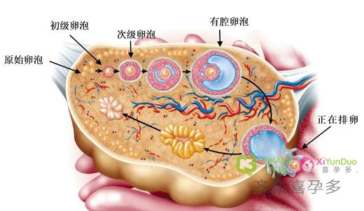 喜孕多卵巢早衰小案例