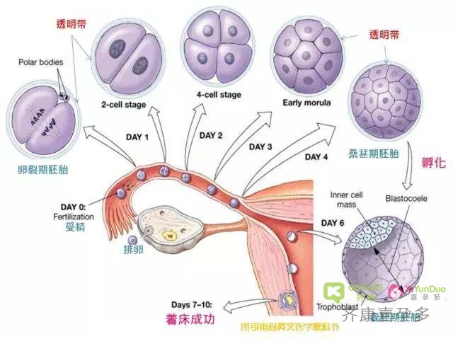 试管婴儿过程中辅助孵化是个什么环节，安全吗？