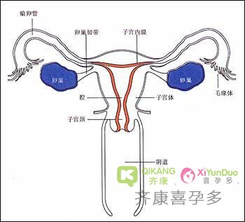 试管前身体检查卵巢储备下降与卵巢早衰是有本质区别的