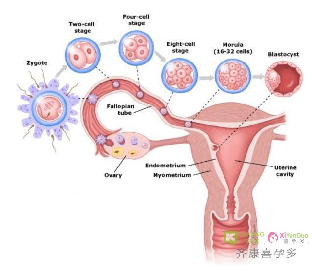 试管移植时什么样的子宫厚度适合胚胎发育
