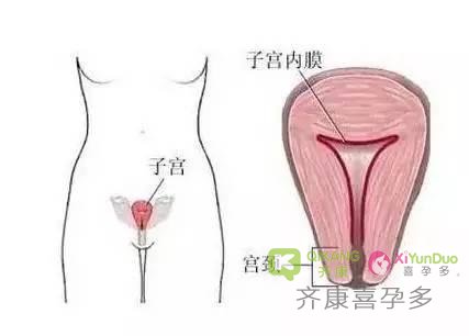 试管移植时什么样的子宫厚度适合胚胎发育