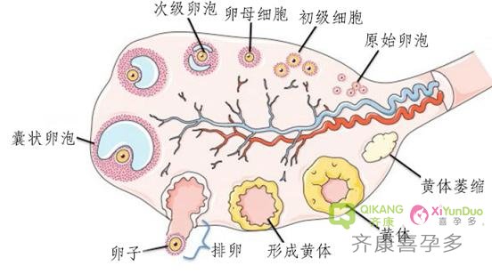 想预测试管促排的卵子数量 先了解激素六项中的重要指征——FSH