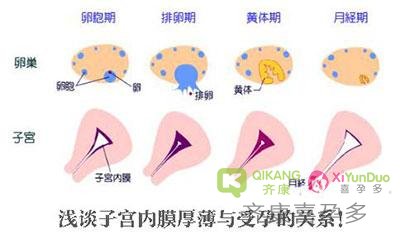 试管中子宫内膜薄就真的不能移植吗?有办法调理吗？