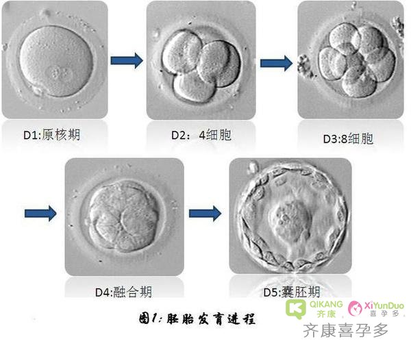 试管婴儿过程中，每个环节的成功与失败都是有原因的！