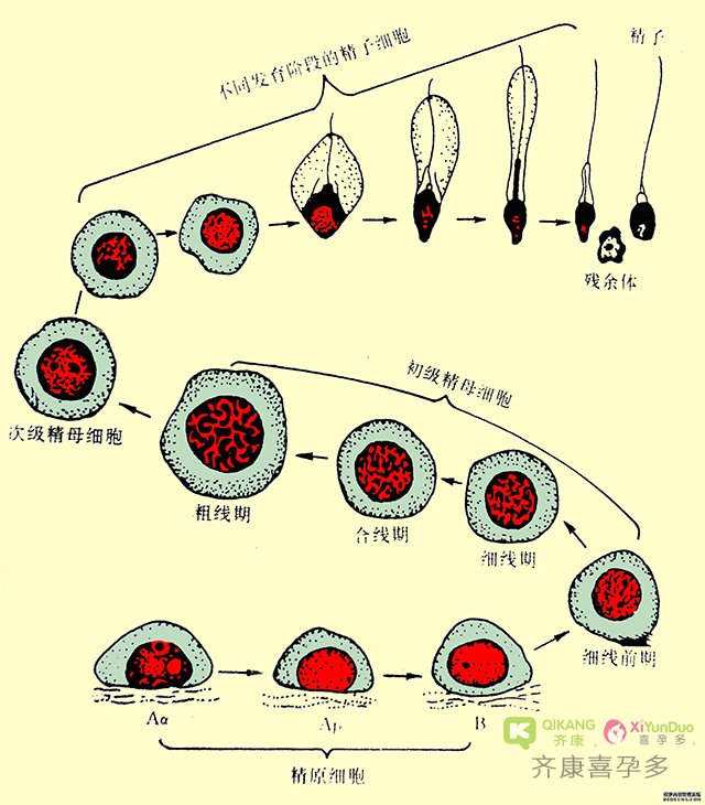 影响海外试管成率的因素：精子DNA碎片率是怎么回事？