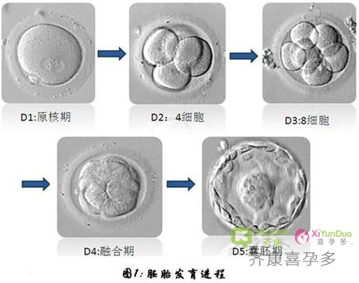 试管婴儿过程中囊胚是如何形成的？好的囊胚有哪些指标？