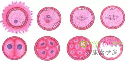 试管婴儿过程中囊胚是如何形成的？好的囊胚有哪些指标？