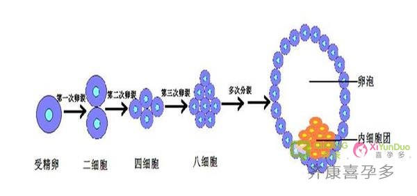 试管婴儿过程中囊胚是如何形成的？好的囊胚有哪些指标？