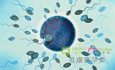 齐康喜孕多小课堂——什么样的受精卵才是一颗健康可移植胚胎