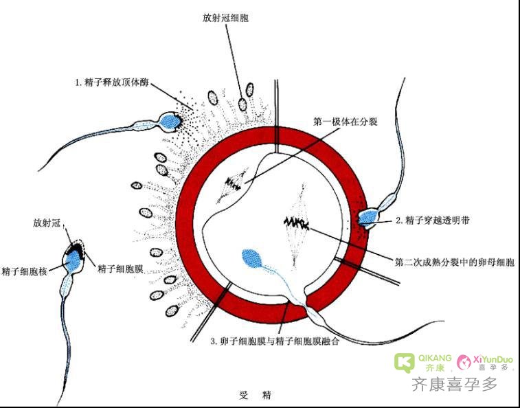 齐康喜孕多小课堂——什么样的受精卵才是一颗健康可移植胚胎