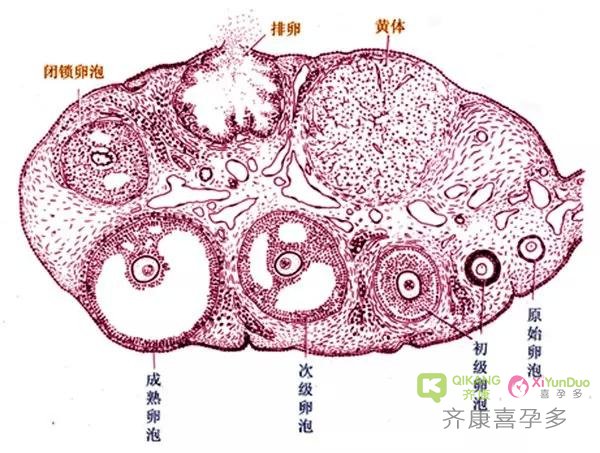 齐康喜孕多：做试管婴儿卵子不能正常排出要如何治疗？