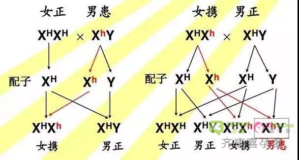 海外第三代试管可以使遗传病不再延祸后代！