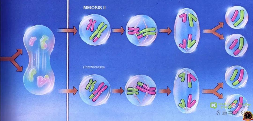 试管前期染色体检查重要吗？做试管染色体检查是否必要？