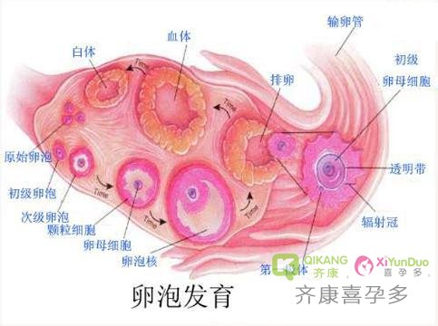 卵泡长到多大会排出？卵泡长不大的原因有哪些？