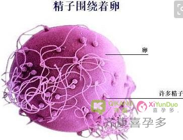 喜孕多小课堂：ICSI和IMSI有什么不同？带你了解试管中单精子注射技术