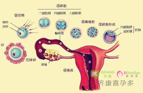 海外试管婴儿有什么魅力？为什么国人偏爱异国他乡做试管？