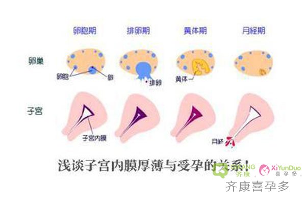 试管中子宫内膜厚度和卵泡大小紧密相关的吗？