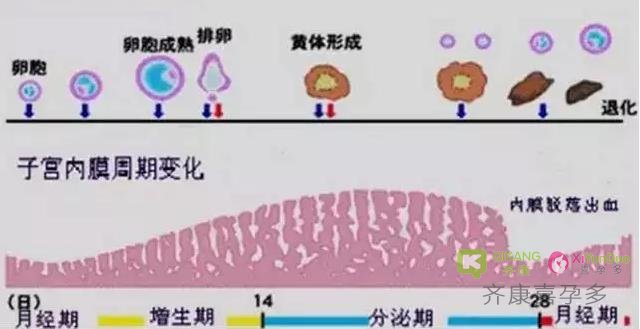 试管中子宫内膜厚度和卵泡大小紧密相关的吗？