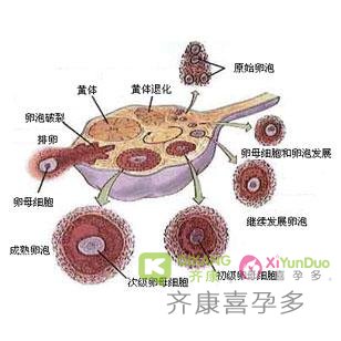 卵泡监测