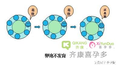 齐康喜孕多试管小知识：促排卵治疗方案会让女性卵巢早衰吗？